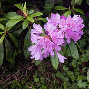 Rhododendron pont. 'Roseum' 100-120 cm met kluit struik