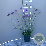 Scabiosa col. 'Butterfly Blue' GM 2,0L