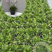 Scabiosa col. 'Pink Mist' GM 2,0L