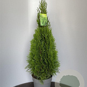 Thuja occ. 'Smaragd' 450-500 cm draadkluit solitair