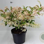 Viburnum hillieri 'Winton' 200-250 cm draadkluit struik