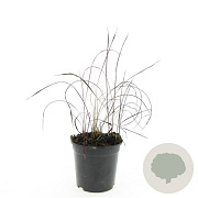 Imperata cylindrica 'Red Baron' GM C1.3