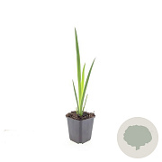 Iris pseudacorus GM P9