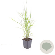 Phragmites australis GM P9