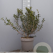 Osmanthus burkwoodii 60-80 cm 7,5L