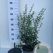 Osmanthus burkwoodii 60-80 cm 7,5L