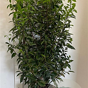 Prunus l. 'Angustifolia' 100-120 cm 10L