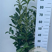 Prunus l. Elly 80-100 cm 7,5L