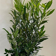 Prunus l. 'Herbergii' 80-100 cm met kluit