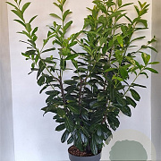 Prunus l. 'Novita' 100-125 cm 10L