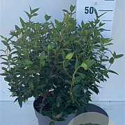 Viburnum tin. 'Eve Price' 50-60 cm 7,5L