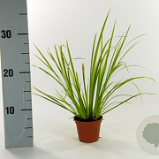 Acorus gramineus 'Ogon' GM P9
