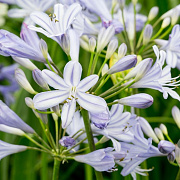Agapanthus 'Peter Pan' GM P9 BIO