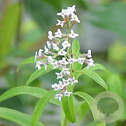 Aloysia triphylla GM P9