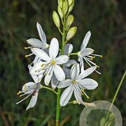 Anthericum ramosum GM P9 BIO