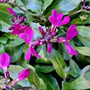 Arabis blepharophylla GM P9