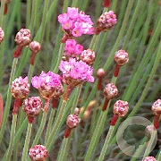 Armeria mar. 'Rubrifolia' GM P9