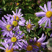 Aster amellus 'Dr Otto Petschek' GM P9
