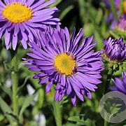 Aster alpinus 'Dunkle Schöne' GM P9 BIO
