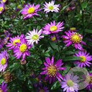 Aster ageratoides 'Ezo Murazaki' GM P9