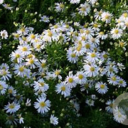 Aster (D) 'Apollo' GM P9 BIO
