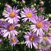Aster amellus 'Rosa Erfüllung' GM P9