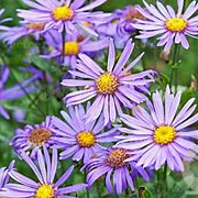 Aster amellus 'Rudolf Goethe' GM P9 BIO