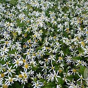 Aster divaricatus GM 2,0L