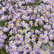 Aster 'Eleven Purple' GM P9 BIO