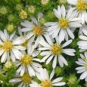 Aster ericoides 'Snowflurry' GM P9 BIO