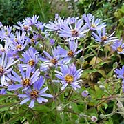 Aster macrophyllus GM P9 BIO