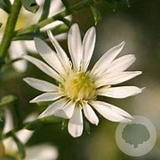 Aster ericoides 'Schneetanne' GM P9 BIO