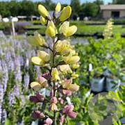 Baptisia 'Pink Lemonade' GM P9