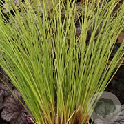 Carex flagellifera 'Kiwi' GM P9 BIO