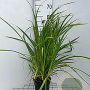 Carex pendula GM 2,0L