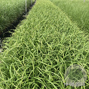 Carex pendula GM 2,0L