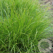Carex remota GM P9 BIO