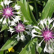 Centaurea montana 'Purple Heart' GM P9 BIO