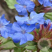 Ceratostigma griffithii GM P9