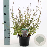 Ceratostigma griffithii GM P9 BIO