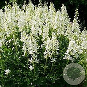 Dictamnus albus 'Albiflorus' GM P9 BIO