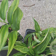 Disporopsis pernyi GM P9