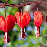 Dicentra spectabilis Valentine GM P9 BIO