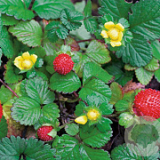 Duchesnea indica GM P9