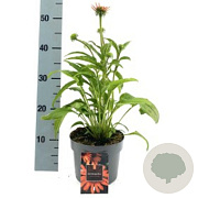 Echinacea Lakota Orange GM P9 BIO