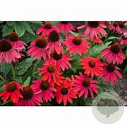 Echinacea Lakota Red GM P9 BIO
