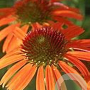 Echinacea Orange Skipper GM P9 BIO