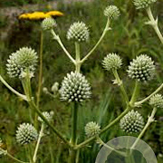 Eryngium agavifolium GM P9