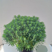 Euphorbia characias wulfenii GM P9 BIO