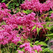 Filipendula purpurea 'Elegans' GM P9 BIO